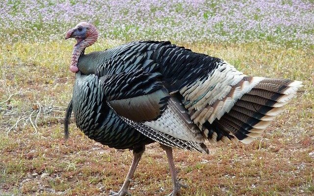Low Pathogenic Avian Flu Found In Minnesota Turkey Flock