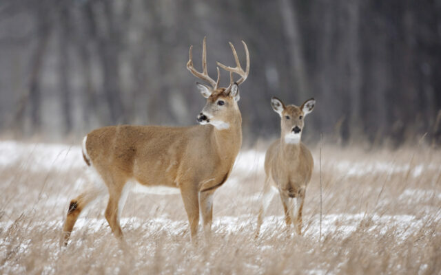 Make a plan for deer hunting season