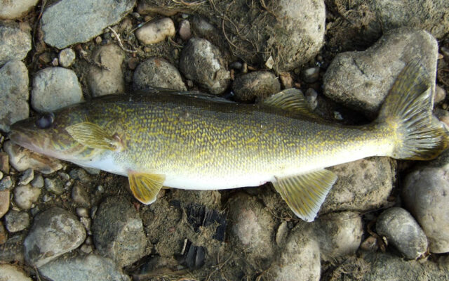 Winter Anglers Can Harvest 1 Walleye From Lake Mille Lacs