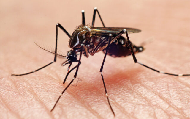 Wet Spring Could Lead to More Mosquitoes in Minnesota